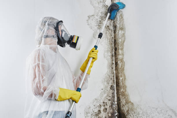 Mold Removal Process in Sugarmill Woods, FL